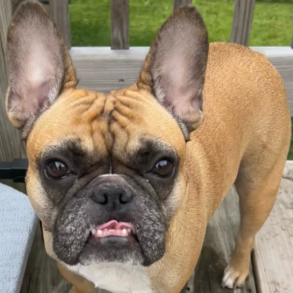 10gizmo15
